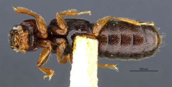 Media type: image;   Entomology 24070 Aspect: habitus ventral view